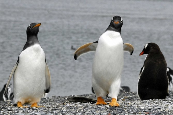 Penguin Colony in Ushuaia - Weather and Minimum Requirements