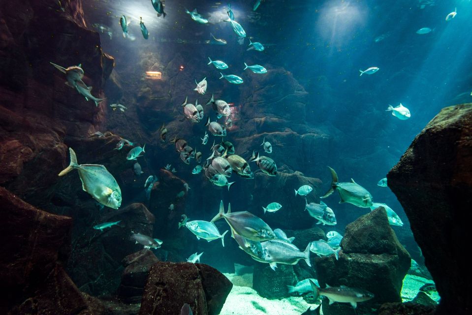 Porto Moniz: Diving With Sharks and Rays in Madeira Aquarium - Experience Highlights