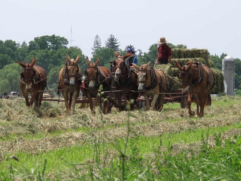 Private Lancaster County Amish Tour From Philadelphia - Customized Experience Highlights