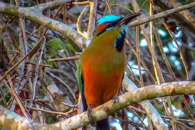 Private Tour: Birdwatching From Cancun - Booking and Requirements