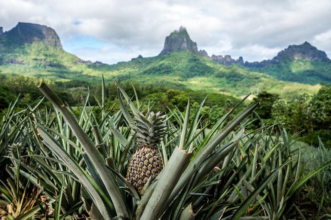 Private Tour Moorea 4WD - Belvedere Pineapple Farm, Magic Mount. - Traveler Experiences and Insights