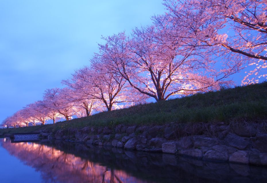 Private & Unique Nagasaki Cherry Blossom "Sakura" Experience - Experience Highlights