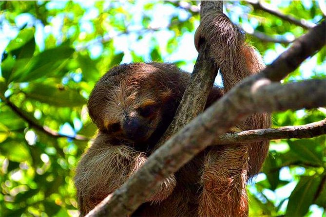 Roatan ATV Sightseeing, Sloth & Monkeys, Chocolate & Rum Factory - Traveler Experiences and Photos