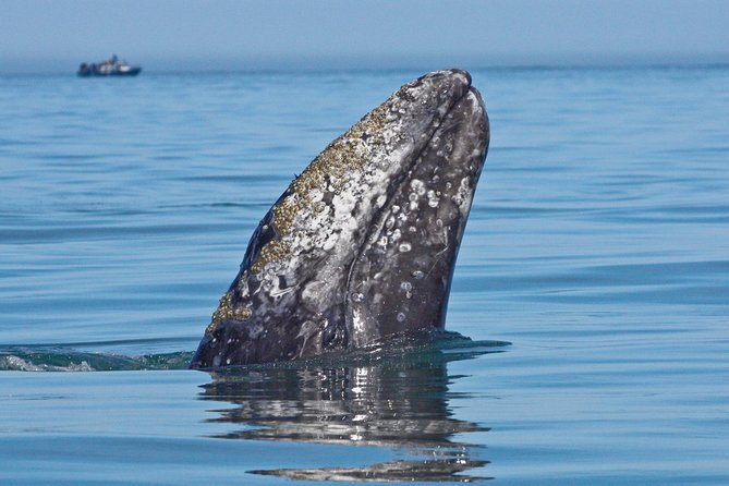 San Diego Whale Watching Cruise - Onboard Experience and Precautions