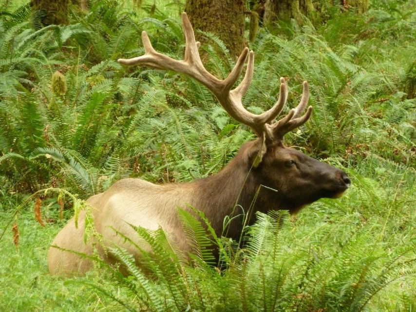 Seattle: Olympic National Park Small-Group Tour - Activity Highlights