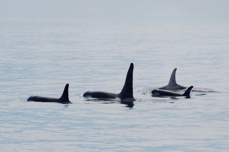 Seward: Resurrection Bay and the Kenai Fjords Orca Cruise - Booking Details