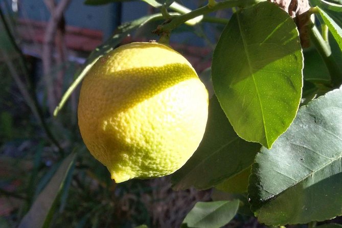 Sicilian Cooking Class in Palermo - Logistics and Inclusions