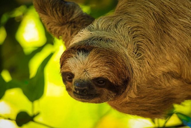 Sloths Sanctuary/Monkeys Play Dune Buggy/ATV Adventure & Private Beach Resort - Customer Reviews