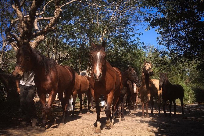 Small-Group Horseback Ride  - Playa Del Carmen - Logistics
