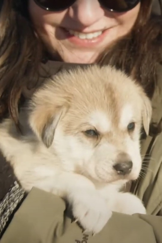 Talkeetna: Alaskan Winter Dog Sledding Experience - Experience Highlights