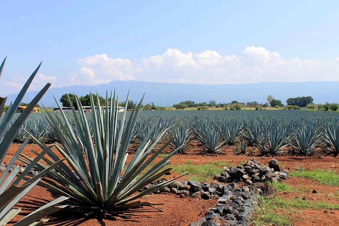Tequila Distillery Experience, Jose Cuervo & Tequila Magic Town - Tour Overview