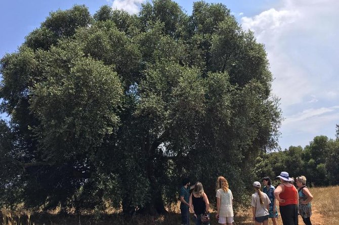 The Governor Olive Mill Tour With Olive Oil Tasting - Customer Feedback