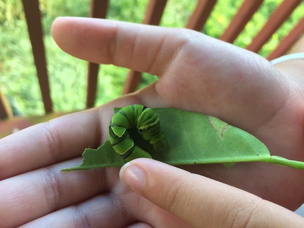 The Maui Butterfly Farm Tour! - Butterfly Feeding Experience