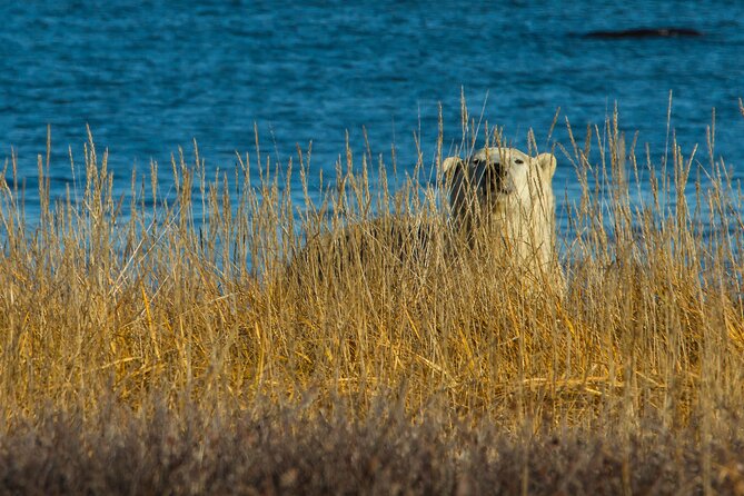 Tundra Buggy Summer Day Tours - Tour Duration and Highlights