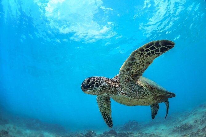 Turtle Reef Kayak Tour of Makena, Maui - Booking Information