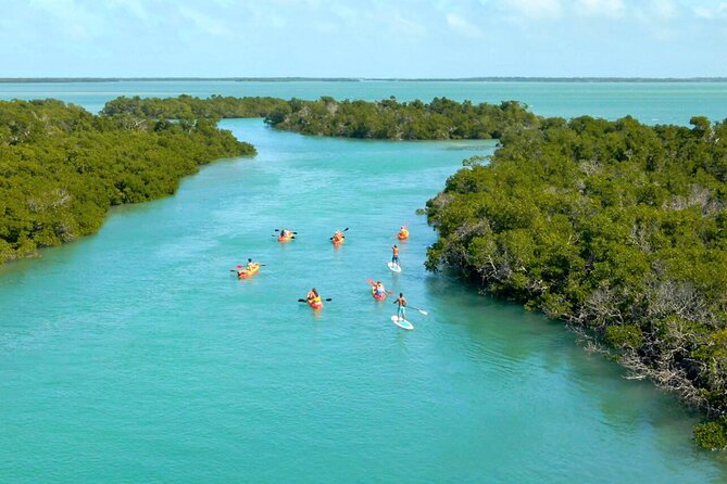 Ultimate Key West Kayak Eco-Tour: Mangrove and Sandbar Adventure - Wildlife Encounters