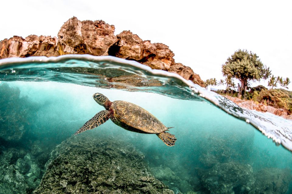 West Oahu Hawaiian Green Sea Turtle, Dolphin, & Snorkel Tour - Tour Reviews