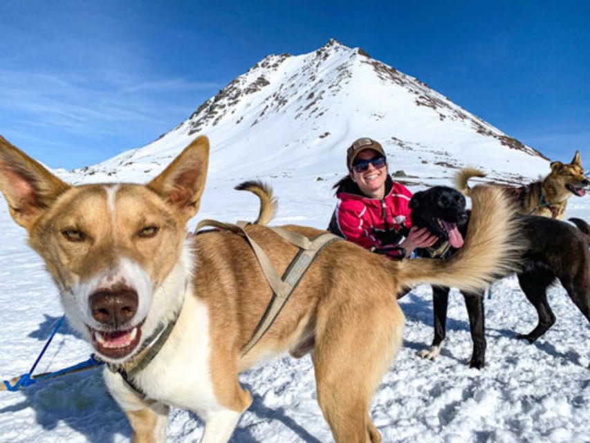 Willow: Traditional Alaskan Dog Sledding Ride - Experience Highlights