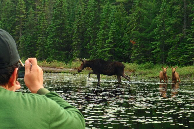 Algonquin Park 4-Day Luxury Moose/Beaver/Turtle Camping & Canoeing Adventure - Meeting Point and Logistics