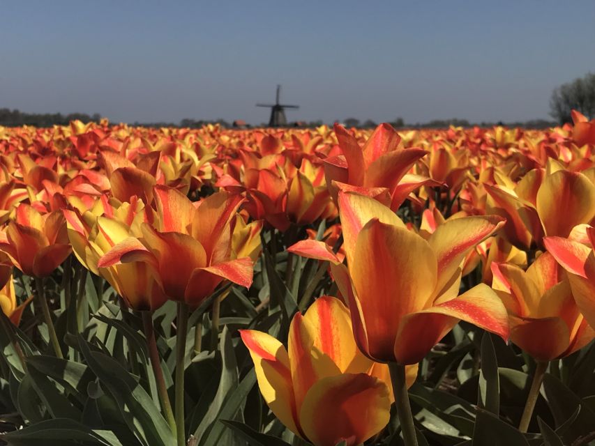 Alkmaar: Tulip and Spring Flower Fields Bike Tour - Tour Highlights