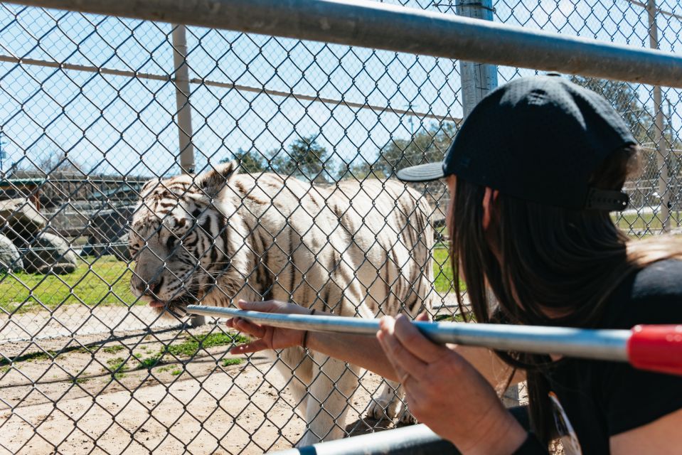 Alpine: Lions Tigers & Bears Sanctuary Visit and Feeding - Restrictions