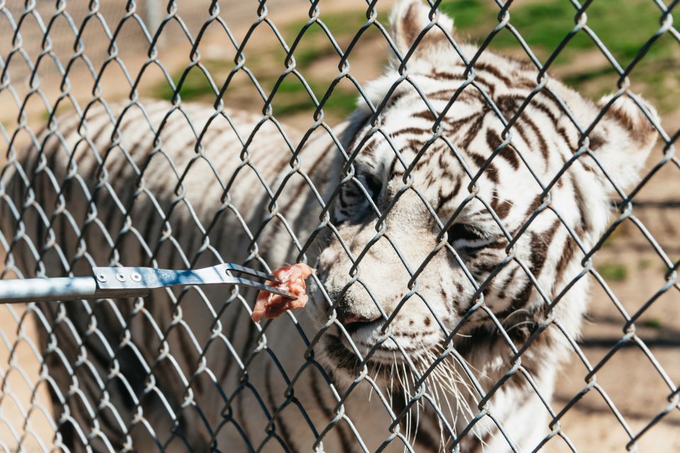 Alpine: Lions Tigers & Bears Sanctuary Visit and Tour - Sanctuary Visit Details