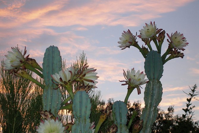 Apache Trail and Dolly Steamboat Van Tour - Customer Reviews