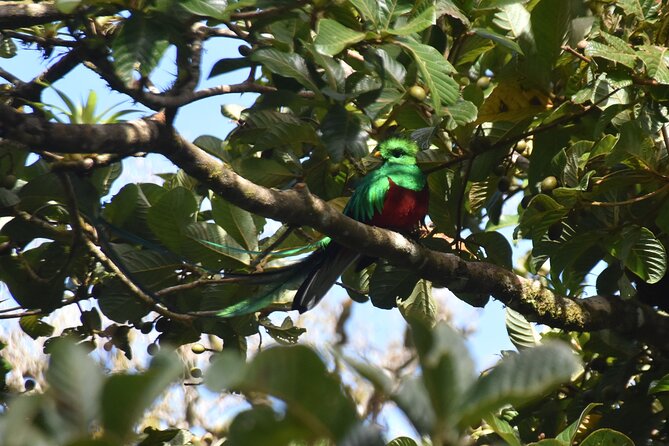 Bird Watching Tour in Monteverde - Tour Highlights