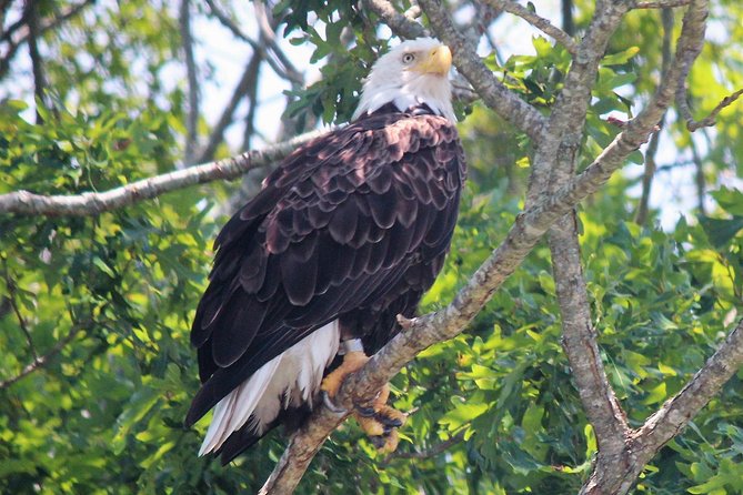 Birding By Boat on the Osprey - Equipment and Inclusions