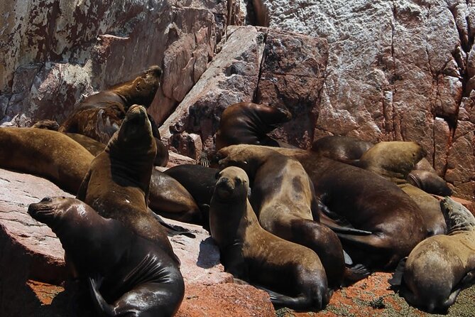 Boat Tour of the Ballestas Islands in Paracas - Tour Pricing and Operator Information