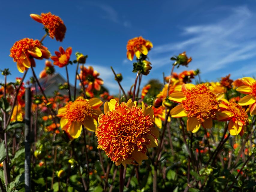 Bulb Region: Dahlias and Mills Bicycle Tour - Experience Highlights