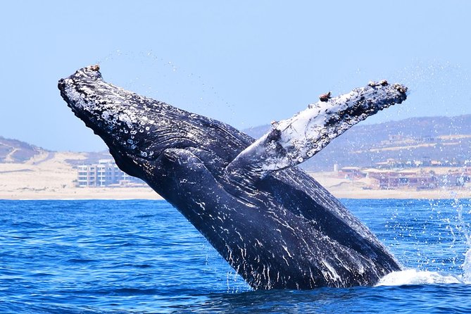 Cabo Private Whale Watching Tour - Incl FREE Photos & Whale Sightings Guarantee - Reviews