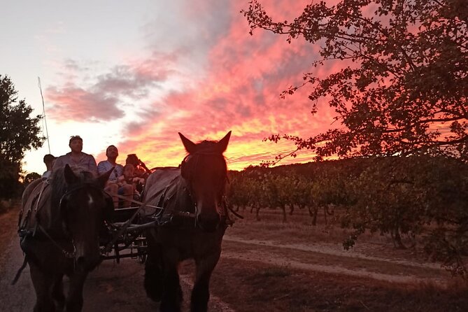 Carriage Rides in the Heart of the Luberon - Reviews and Ratings