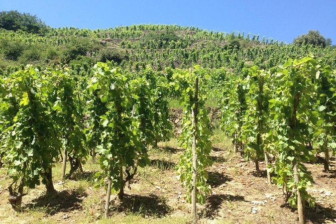 Cotes Du Rhone Wine Tour (9:00 Am to 5:15 Pm) - Small Group Tour From Lyon - Cancellation Policy Information