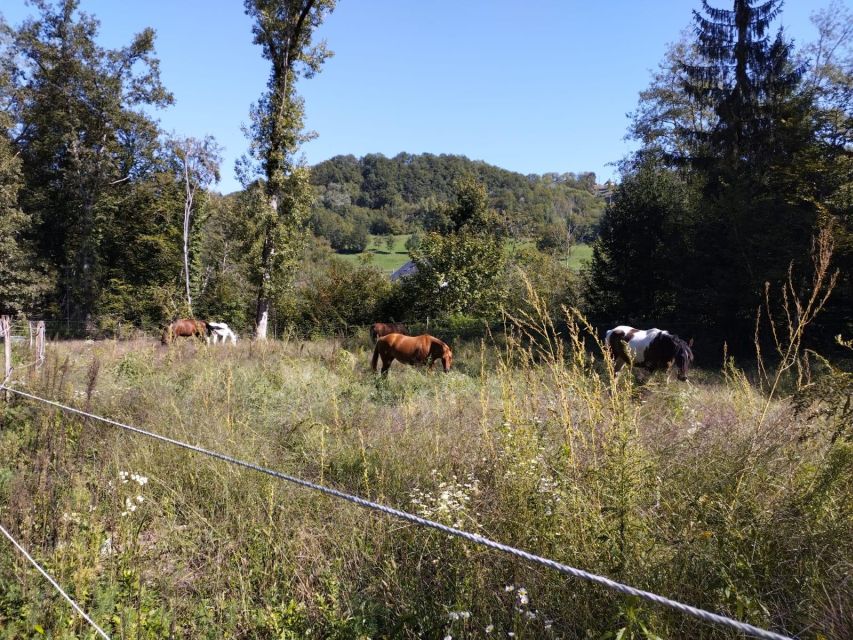 Cruseilles: Horseback Riding in the Countryside - Activity Description