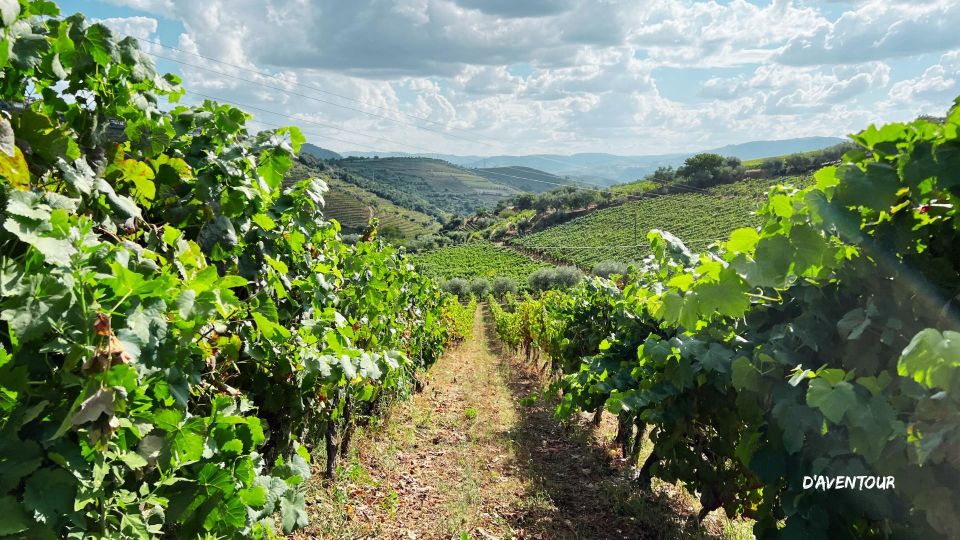 Discover Authentic Douro With Daventour - Highlights