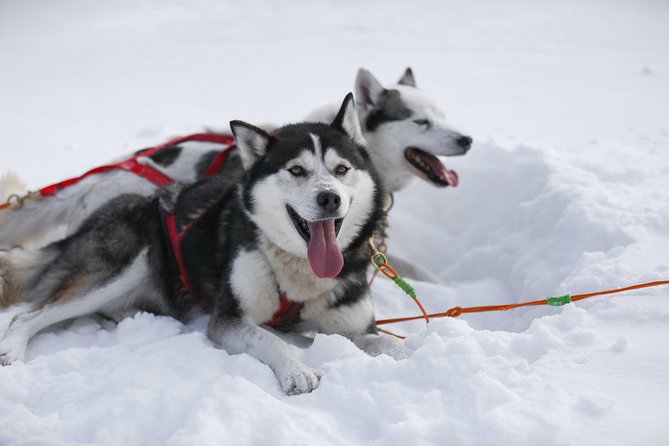 Dogsled Adventure in Mont-Tremblant - Activity Location and Information