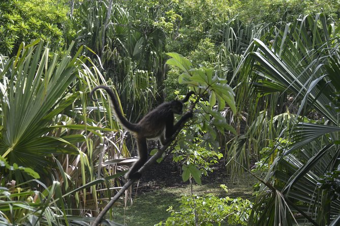 Explore Costa Maya: Chacchoben Ruins and Bacalar Lagoon Tour - Guest Feedback