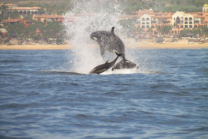 Family BEST Whale Watching Tour - Booking Details