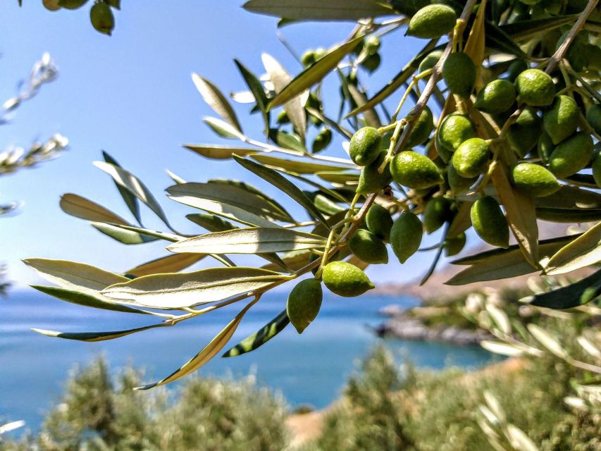 Five Days of Culinary Exploration in Laconias Peloponnese - Savory Journeys Through Laconias Cuisine