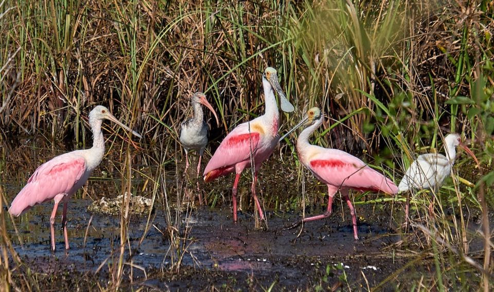 From Naples: 10,000 Islands Boat Trip and Everglades Walk - Learn From Knowledgeable Biologist