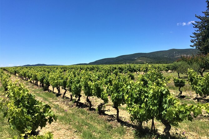 Full-Day Wine Tour Around Luberon From Marseille - Important Reminders