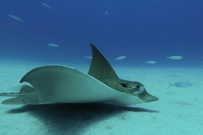 Fun Scuba Diving in Tenerife - Additional Information for Participants