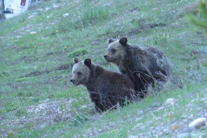 Grand Teton National Park - Sunrise Tour From Jackson Hole - Logistics and Pickup Locations