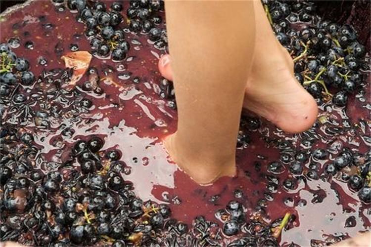 Grape Stomping in Provence - Booking Details