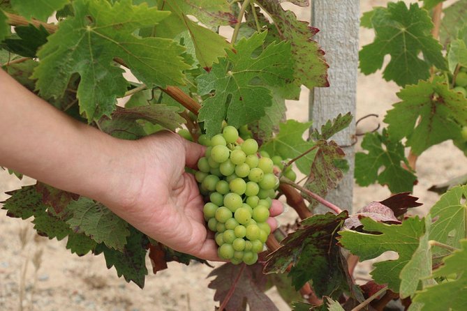 Guadalupe Valley Wine Route Tour in Baja California - Wine Quality and Variety
