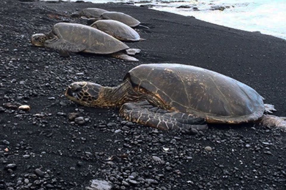 Hilo: Sea Turtle Lagoon and Black Sand Beach Snorkel - Activity Description