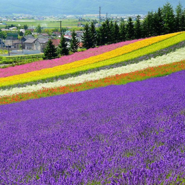 Hokkaido: Biei Blue Pond and Furano Flower Farm Day Trip - Full Description