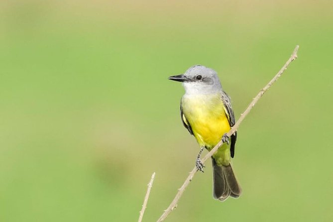 Jaco Birdwatching and Photography With Sergio - Booking Information and Tour Pricing