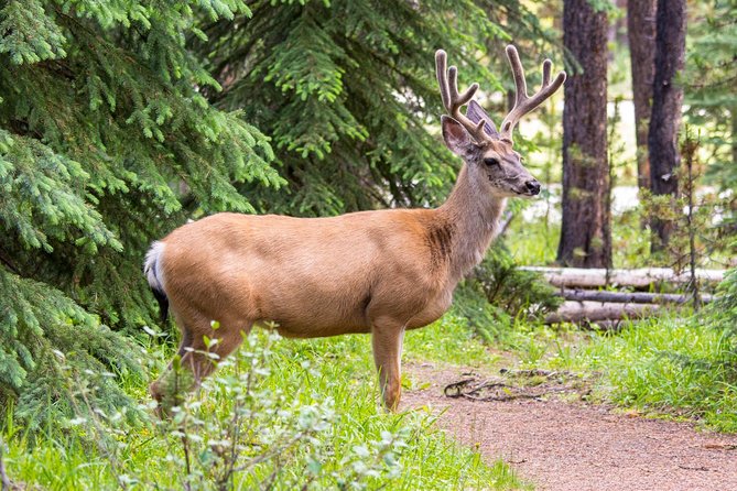Jasper Wildlife and Waterfalls Tour With Maligne Lake Hike - Customer Recommendations and Feedback